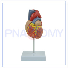 PNT-0400 Modèle anatomique de coeur de matériel médical fabriqué en Chine